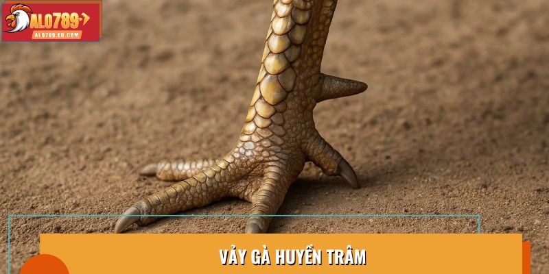 Vảy Gà Huyền Trâm - Biểu Tượng Của Những Chiến Kê Tài Ba