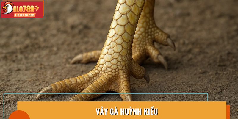 Vảy Gà Huỳnh Kiều: Bí Quyết Lựa Chọn Chiến Kê Mạnh Mẽ