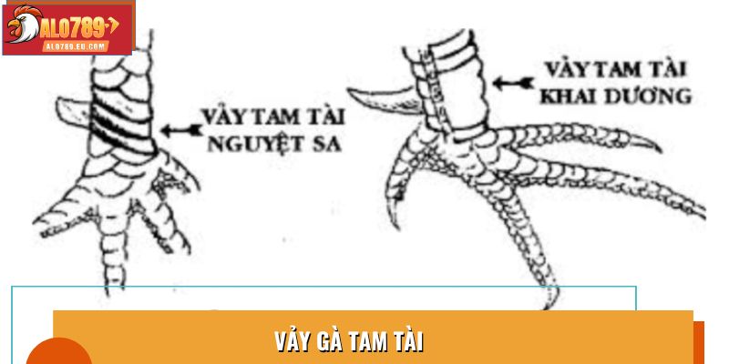 Vảy Gà Tam Tài Bí Quyết Nhận Biết Linh Kê Thắng Trận