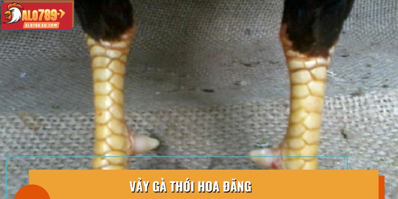 Bí Ẩn Vảy Gà Thới Hoa Đăng - Dấu Hiệu Nhận Biết Chiến Kê Tài
