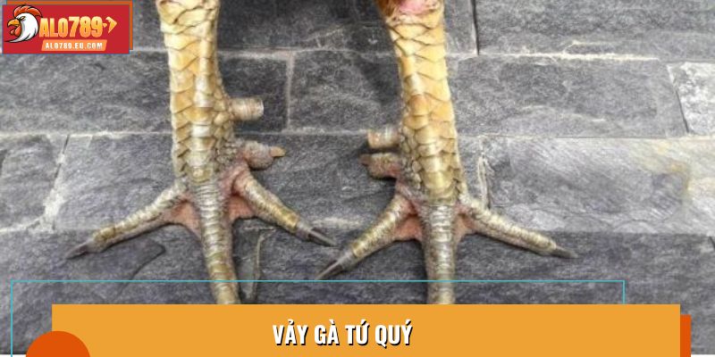 Vảy Gà Tứ Quý Là Gì? Cách Nhận Biết Chuẩn Xác Và Chi Tiết
