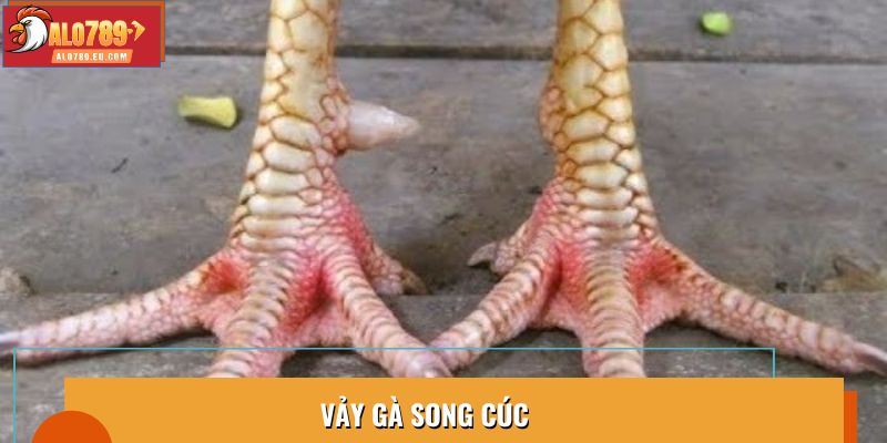 Ý Nghĩa Vảy Song Cúc - Dấu Hiệu Nhận Biết Chiến Kê Tài Ba