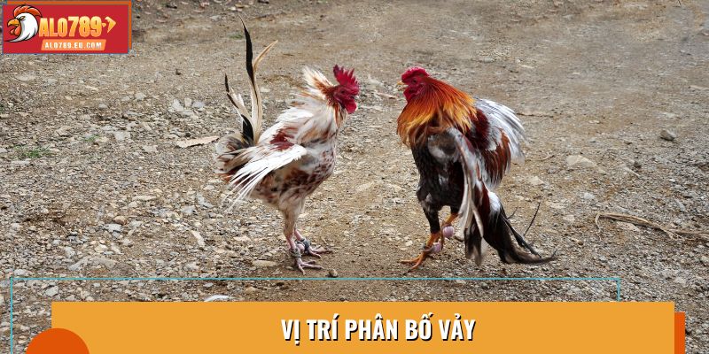 Vị trí phân bố vảy gà Án Tâm giúp bảo vệ, tăng cường sức mạnh